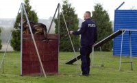 Na zdjęciu policyjny pies, który pokonuje przeszkodę i jego opiekun.