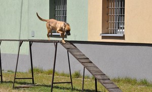 pies służbowy podczas jednej z konkurencji przebiega po pochylni