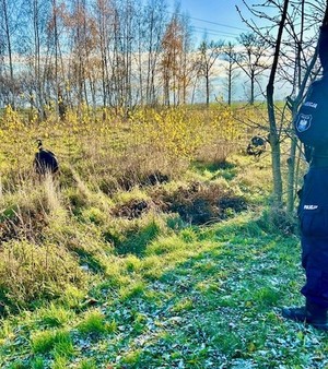 Na zdjęciu zielona trawa, policjant stojący po prawej stronie,na środku zdjęcia znajduje się struś.