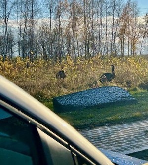 Na zdjęciu widać drzewa, trawę i radiowóz policyjny, tle dwa strusie.