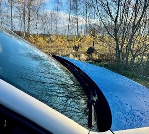 Na pierwszym planie przód policyjnego radiowozu, w tyle drzewa, trawa oraz struś.