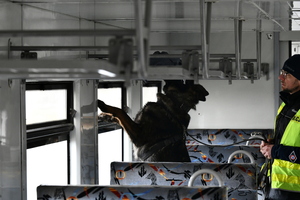 Policyjny pies wraz z przewodnikiem podczas szkolenia