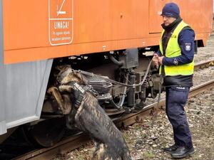 Policyjny pies wraz z przewodnikiem podczas szkolenia