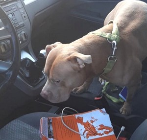 pies w samochodzie, na miejscu pasażera