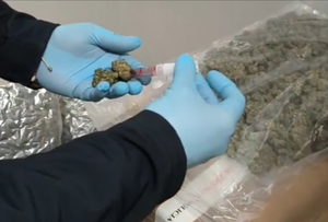 zielony susz i narkotester