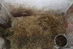 pusta miska w klatce na zabrudzonej słomie