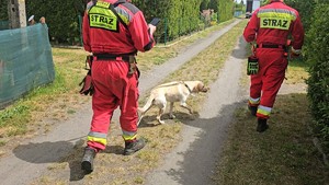 Zdjęcie kolorowe przedstawiające działania poszukiwawcze służb ratunkowych.
