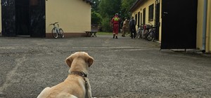 Zdjęcie kolorowe przedstawiające działania poszukiwawcze służb ratunkowych.
