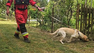 Zdjęcie kolorowe przedstawiające działania poszukiwawcze służb ratunkowych.