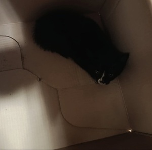 zdjęcie: uratowany kotek