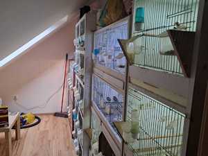 Zdjęcie przedstawiające klatki na ptaki.