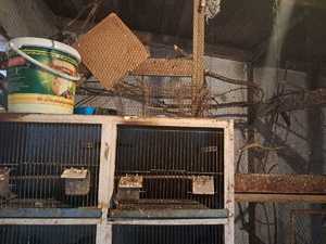 Zdjęcie przedstawiające klatki na ptaki.