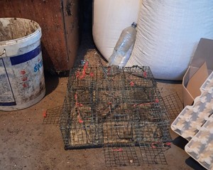 Zdjęcie przedstawiające klatki na ptaki.