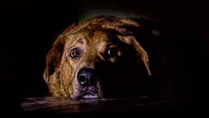 Zdjęcie przedstawia przestraszonego psa.