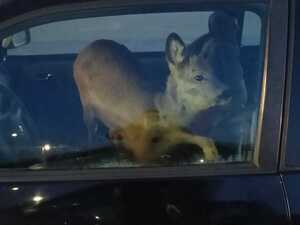 Zdjęcie przedstawia sarnę w aucie.