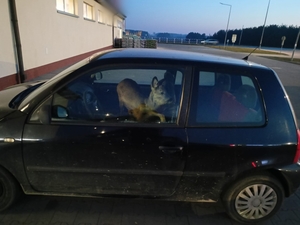 Zdjęcie przedstawia sarnę w aucie.