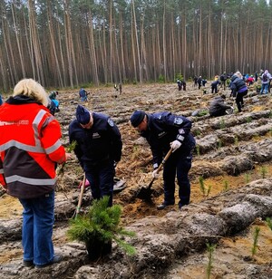 Zdjęcie przedstawia wydarzenie związane z jubileuszem 100-lecia dzielnicowych, którzy z tej okazji posadzili symboliczne 100 sadzonek w lesie.