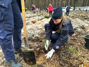 Zdjęcie przedstawia wydarzenie związane z jubileuszem 100-lecia dzielnicowych, którzy z tej okazji posadzili symboliczne 100 sadzonek w lesie.
