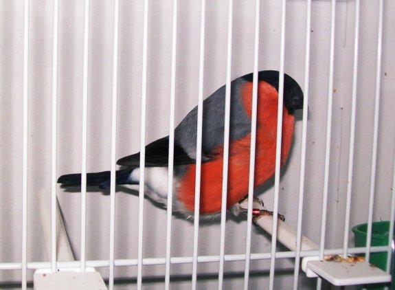 Zdjęcie przedstawia gila - ptaka objętego ścisłą ochroną gatunkową, zamkniętego w klatce.