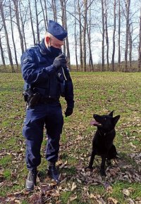 Zdjęcie przedstawia policjanta z psem służbowym. Czarny owczarek niemiecki siedzi obok swojego przewodnika, patrzy na piłkę, która policjant trzyma w swojej ręce.
