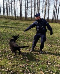 Zdjęcie przedstawia policjanta z psem służbowym. Czarny owczarek niemiecki szarpie piłkę na sznurku, która trzyma policjant.
