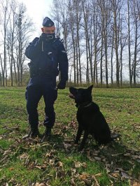 Zdjęcie przedstawia policjanta z psem służbowym. Czarny owczarek niemiecki siedzi obok swojego przewodnika, patrzy na piłkę, która trzyma w ręce jego przewodnik.