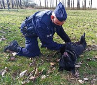 Zdjęcie przedstawia policjanta z psem służbowym. Czarny owczarek niemiecki lezy na plecach, obok jego przewodnik.