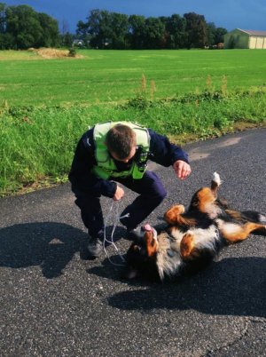 Zdjęcie przedstawia policjanta, który pomaga wałęsającemu się przy drodze psu.