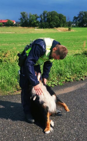 Zdjęcie przedstawia policjanta, który pomaga wałęsającemu się przy drodze psu.