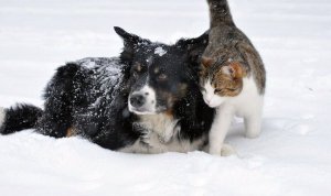 na zdjęciu widoczny pies i kot w zimowej scenerii