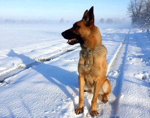 pies pancer podczas spaceru w śniegu