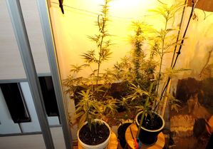 zdjęcie krzewów marihuany rosnących w szafie specjalnie do tego przystosowanej
