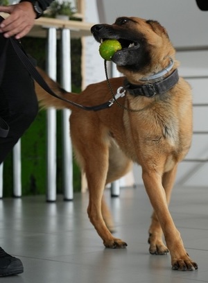 zdjęcie kolorowe: policyjny pies