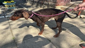 kolorowe zdjęcie wychudzonego psa rasy doberman
