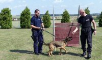 W Prudniku odbyły się ćwiczenia przewodników psów służbowych. Tym razem w ramach szkolenia ćwiczono m.in. posłuszeństwo, pokonywanie przeszkód terenowych oraz wykrywanie zapachów narkotyków i materiałów wybuchowych. W ćwiczeniach oprócz prudnickich policjantów brali również udział funkcjonariusze z Nysy, Krapkowic, Głubczyc oraz Opola.