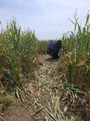 na zdjęciu jest samochód w polu kukurydzy w pozycji na dachu