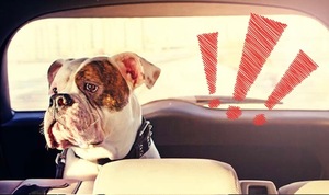 zdjęcie kolorowe - na którym widać psa siedzącego w aucie i trzy czerwone wykrzykniki.