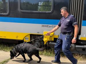 przewodnicy psów z psami służbowymi