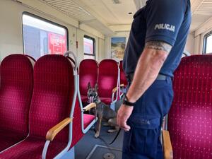 przewodnicy psów z psami służbowymi