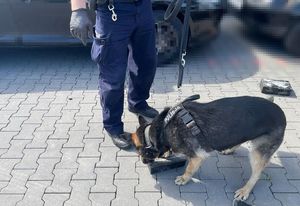 Policjant z owczarkiem niemieckim podczas pracy. Pies obwąchuje czarne pudełko leżące na kostce brukowej