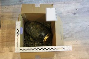 Zdjecie w kolorze, przedstawia karton z suszem roślinnym, na lewym i dolnym brzegu kartonu przyłożona miara skalowa.