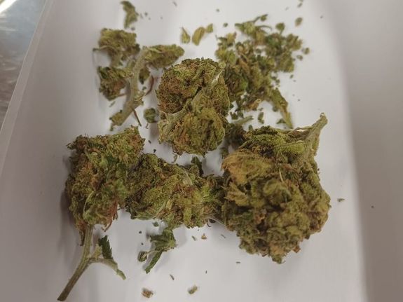 Zdjęcie w kolorze przedstawia susz roślinny koloru zielono-brunatnego na białym tle.