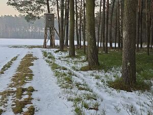 Zdjęcie w kolorze przedstawia obszar leśny miejscami zaśnieżony w oddali ambona obserwacyjna.