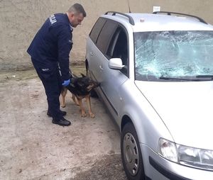 policjant z psem stoi obok auta