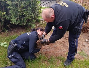 policjantka i strażnik zabezpieczający koziołka
