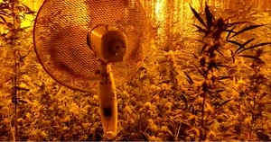 zrzuty ekranu z video przedstawiające uprawę marihuany