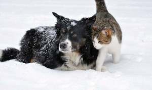 pies i kot na śniegu