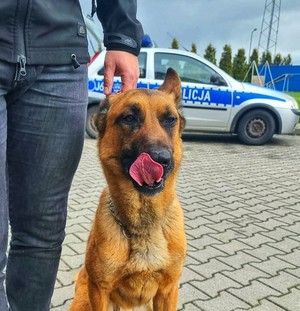 pies policyjny na szkoleniu