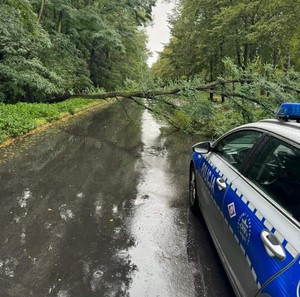 Zdjęcie przedstawia radiowóz, obok drzewo leżące na drodze.