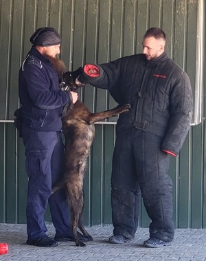 Zdjęcie przedstawia psa z policjantem.